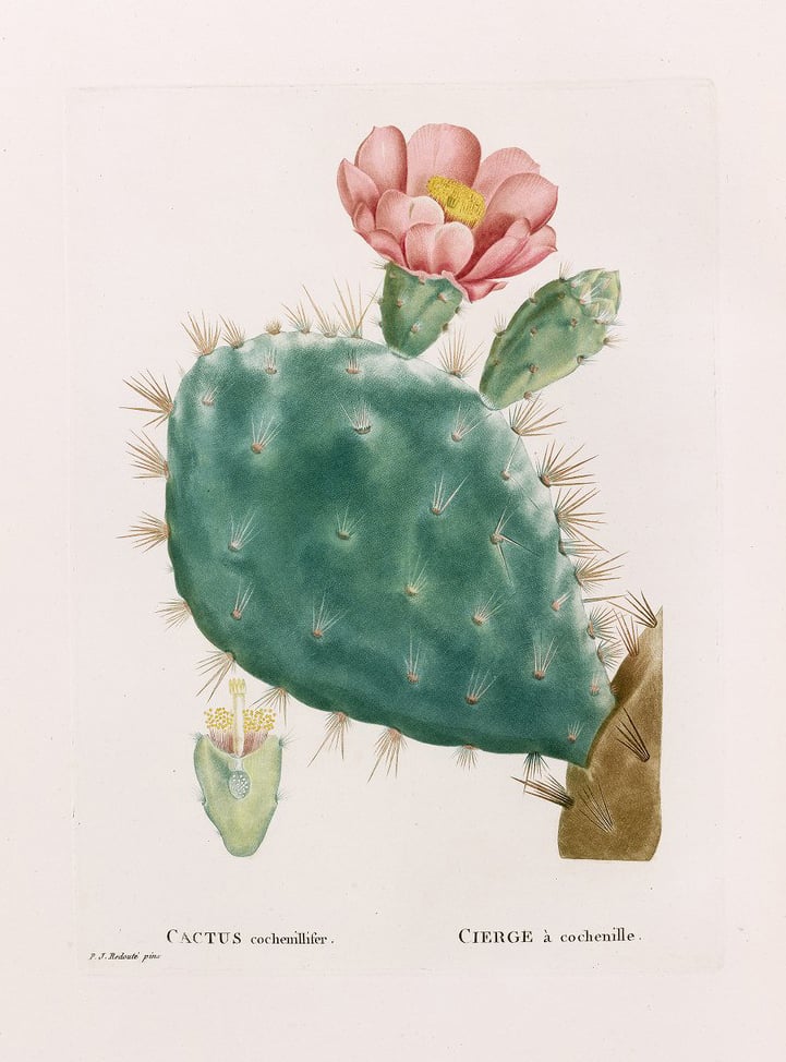 Cactus Cochenillifer Poster Cactus Cochenillifer Poster